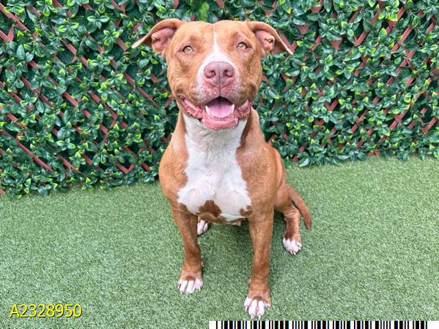 YINA, Adoptable, Adult Female Mixed Breed.