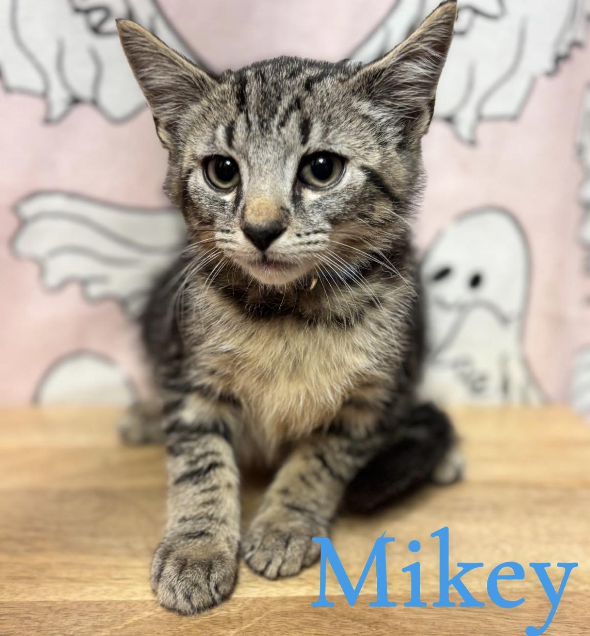 Mikey, Adoptable, Young Male Tabby.