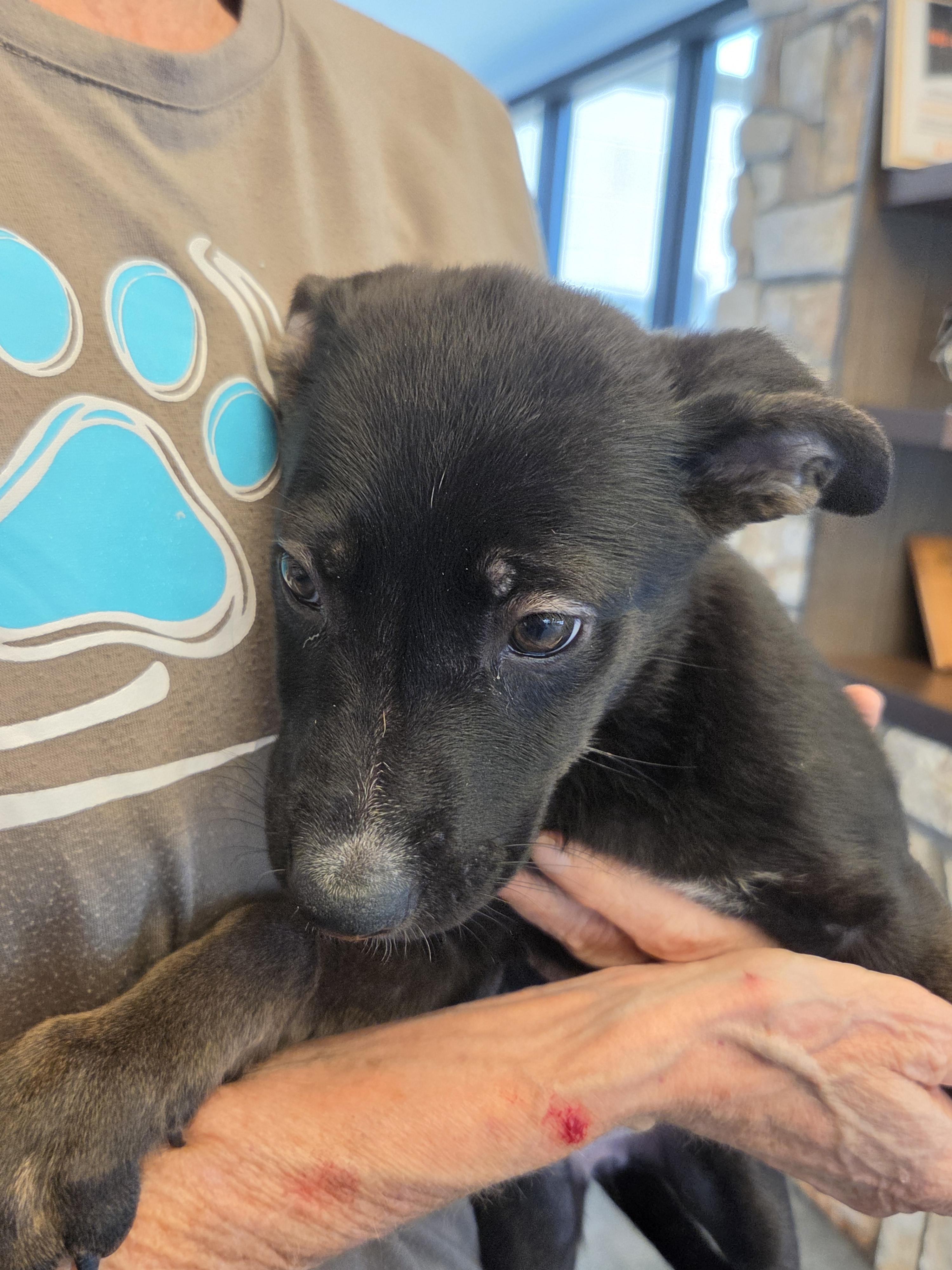 Laverne, an adopted mixed breed in Mesquite, NV image 3/3