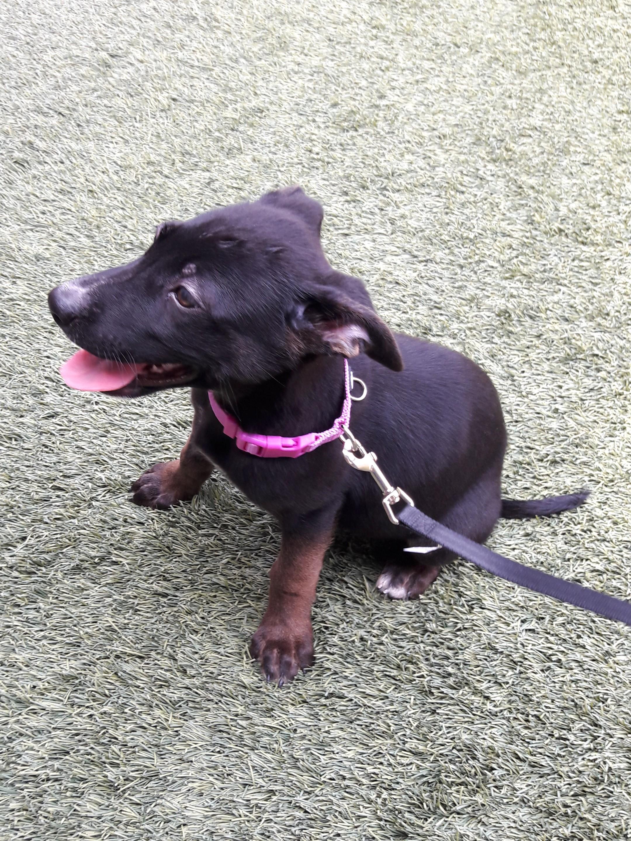 Laverne, adopted, Young Female Shepherd & Black Labrador Retriever.