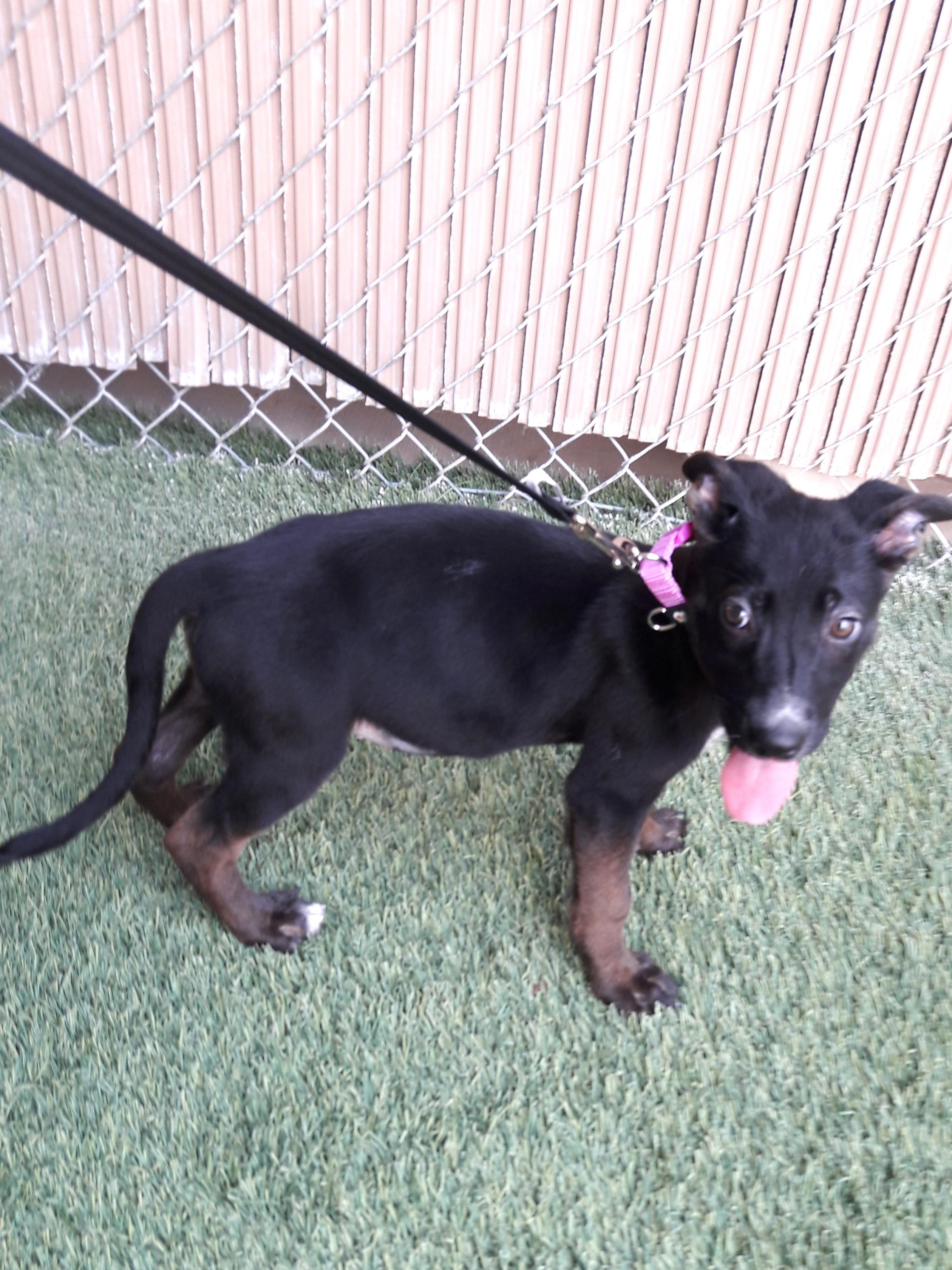 Laverne, an adopted mixed breed in Mesquite, NV image 2/3