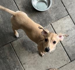 Enlarge Beige Collar, a ADOPTABLE mixed breed in Longwood, FL image 2/4