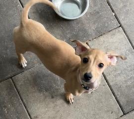 Enlarge Beige Collar, a ADOPTABLE mixed breed in Longwood, FL image 4/4