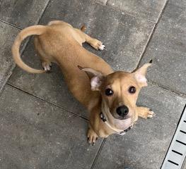 Enlarge Beige Collar, a ADOPTABLE mixed breed in Longwood, FL image 1/4