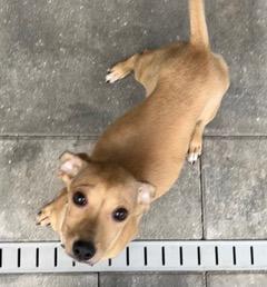 Enlarge Beige Collar, a ADOPTABLE mixed breed in Longwood, FL image 3/4