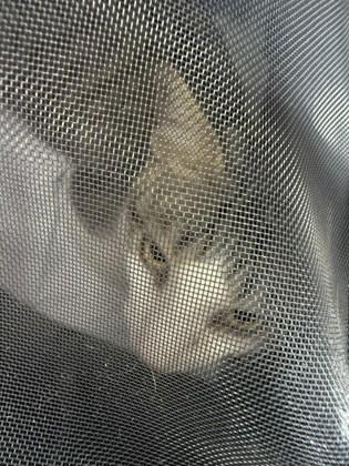 Ling FOSTER, Adoptable, Young Male Domestic Short Hair & Domestic Short Hair.