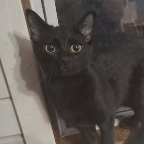 Enlarge Umbreon, a Adoptable Domestic Short Hair in LYLE, MN image 1/1
