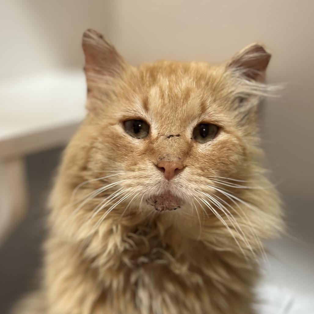 Enlarge Lexington, a Adoptable Domestic Long Hair in Troy, IL image 1/1