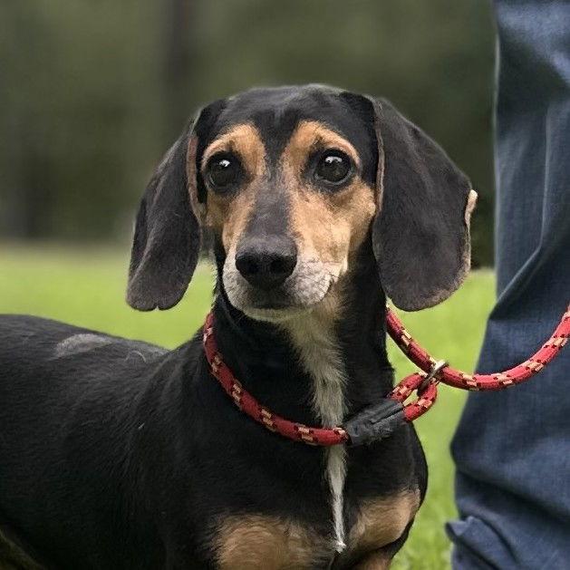 HOMER AND MARGE, Adoptable, Adult Male Beagle & Dachshund.