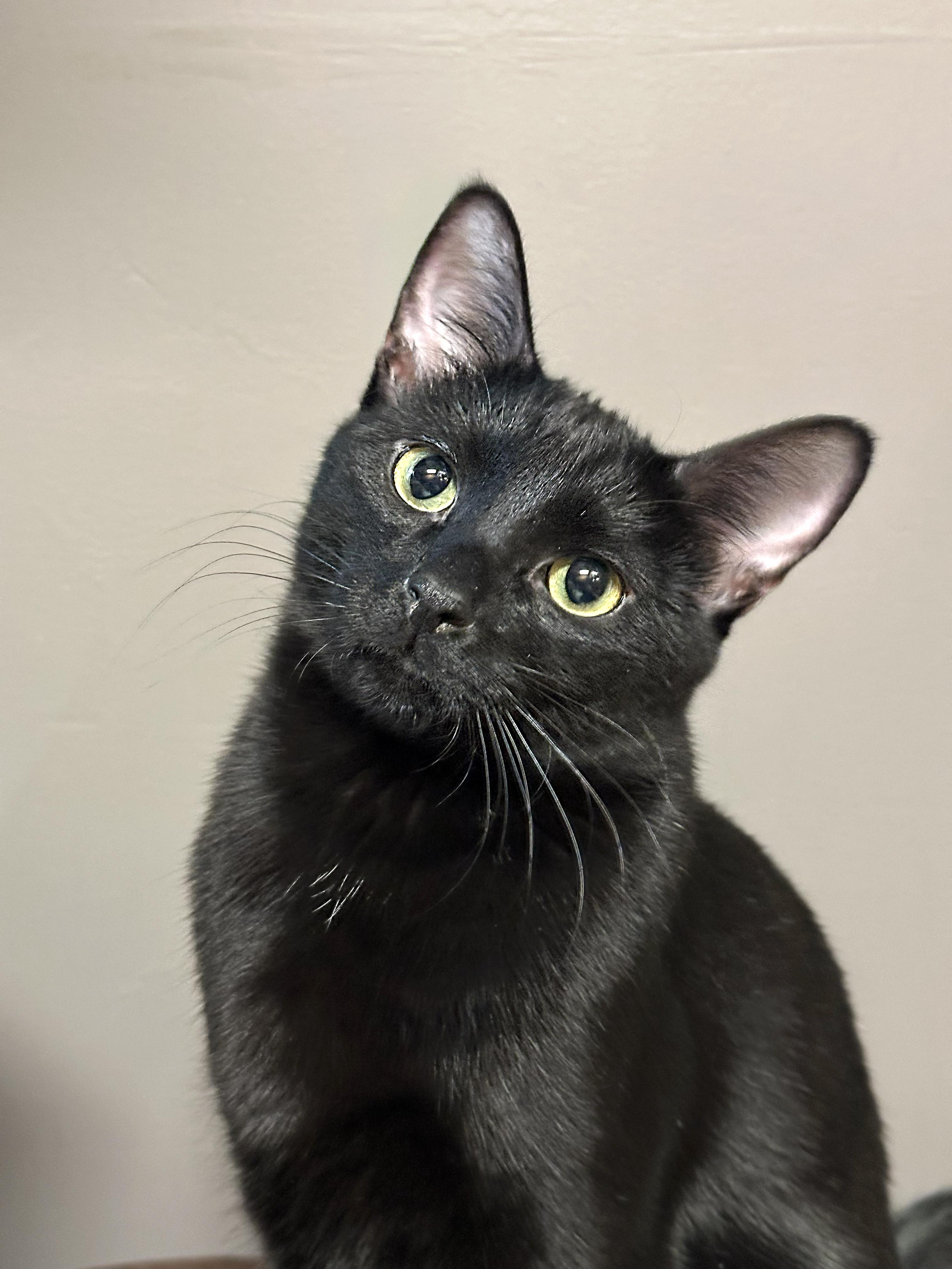 Bogart, an adopted Domestic Short Hair in Crystal Lake, IL image 5/5