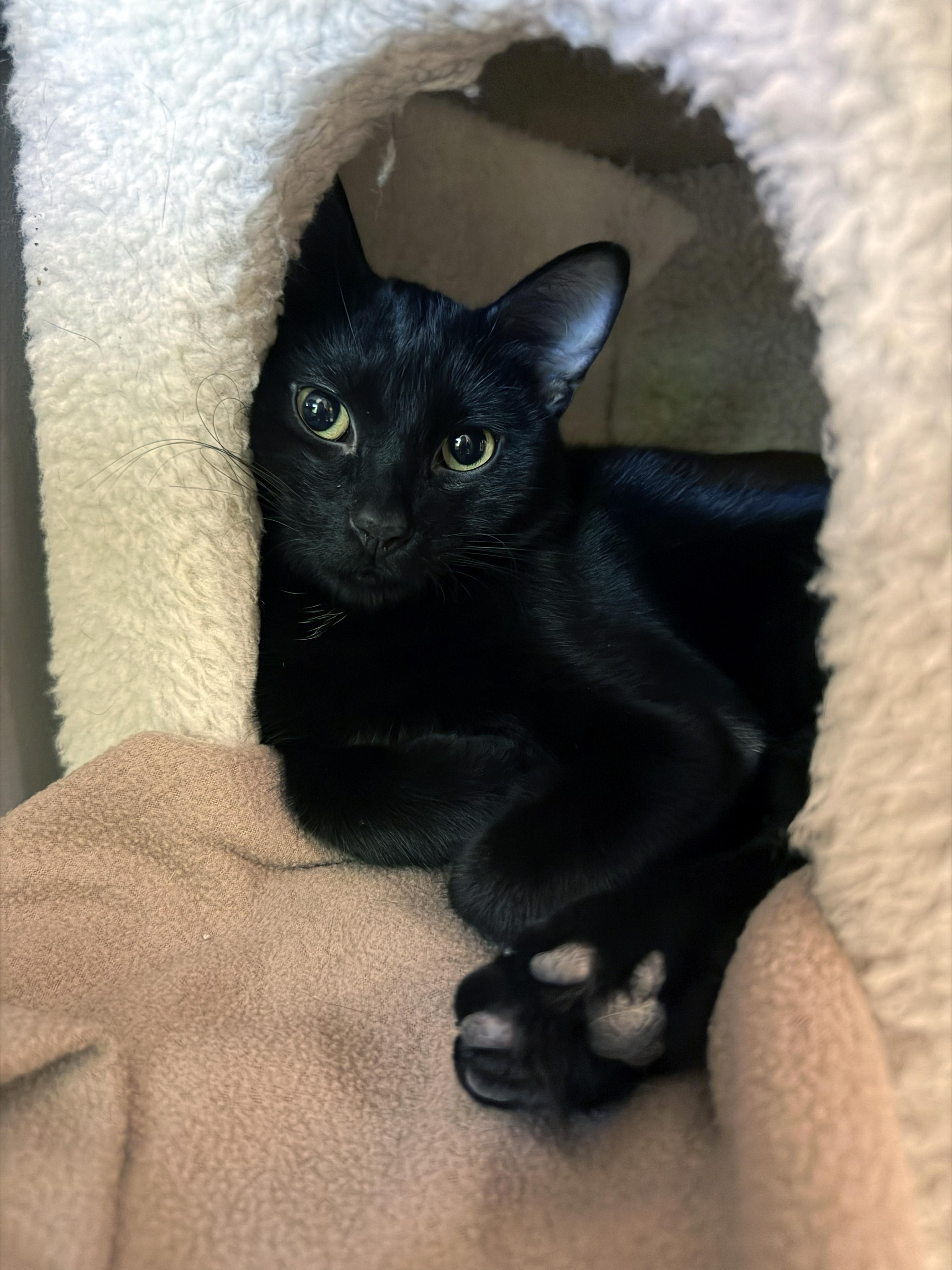 Bogart, an adopted Domestic Short Hair in Crystal Lake, IL image 2/5