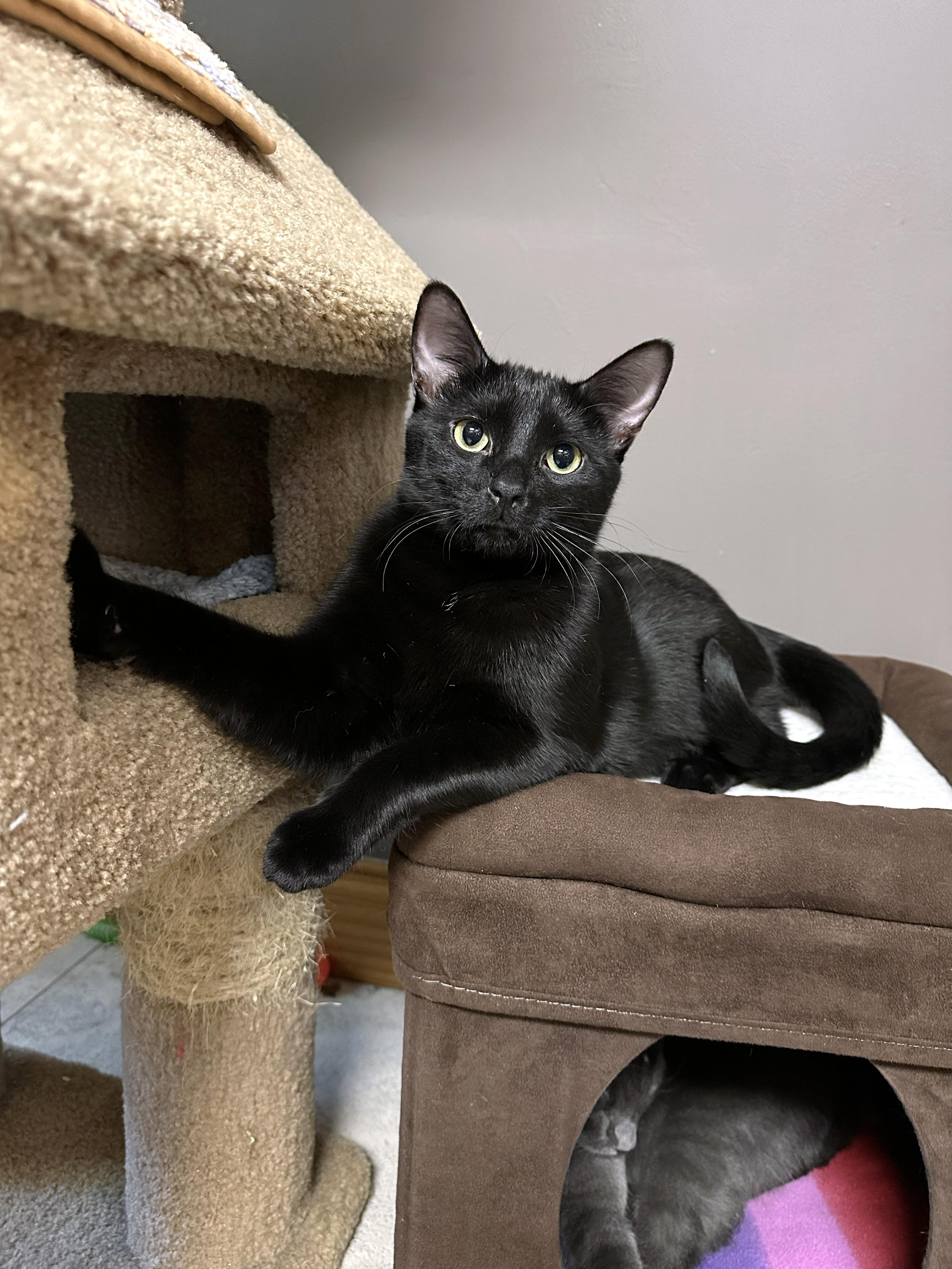 Bogart, an adopted Domestic Short Hair in Crystal Lake, IL image 4/5