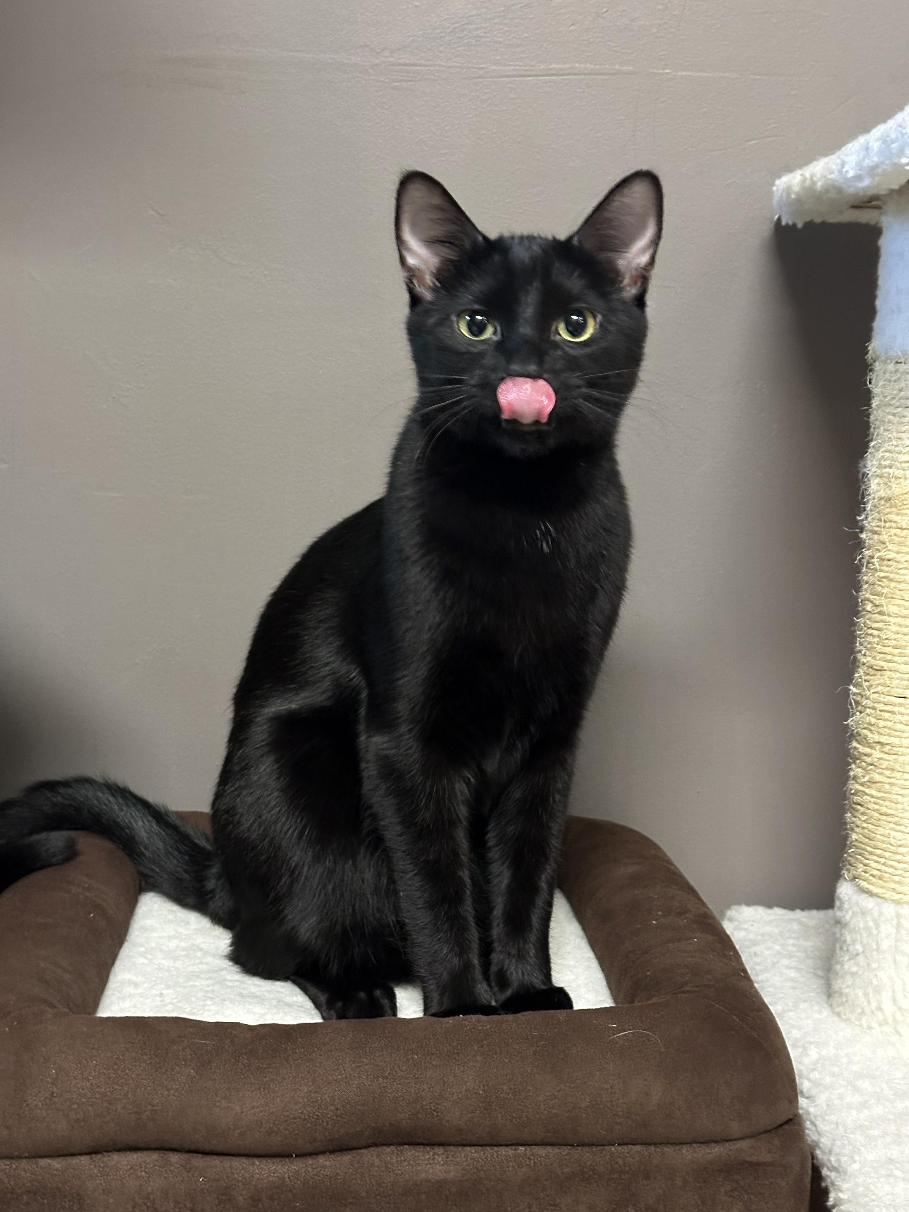 Bogart, an adopted Domestic Short Hair in Crystal Lake, IL image 3/5