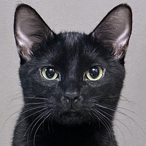 Bogart, an adopted Domestic Short Hair in Crystal Lake, IL image 1/5
