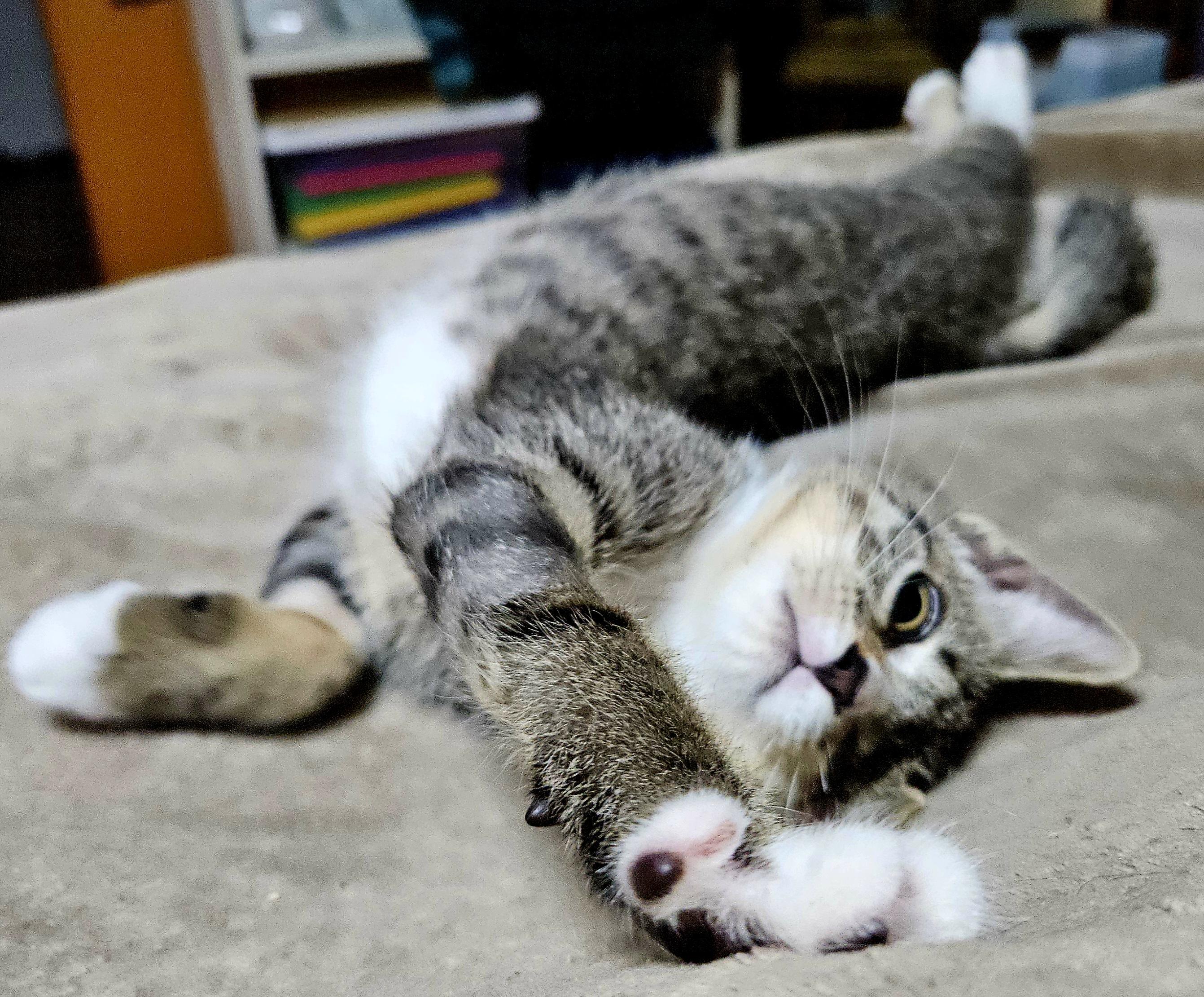 Cat for adoption - Seymour-PLAYFUL!, a Tiger & Bengal Mix in