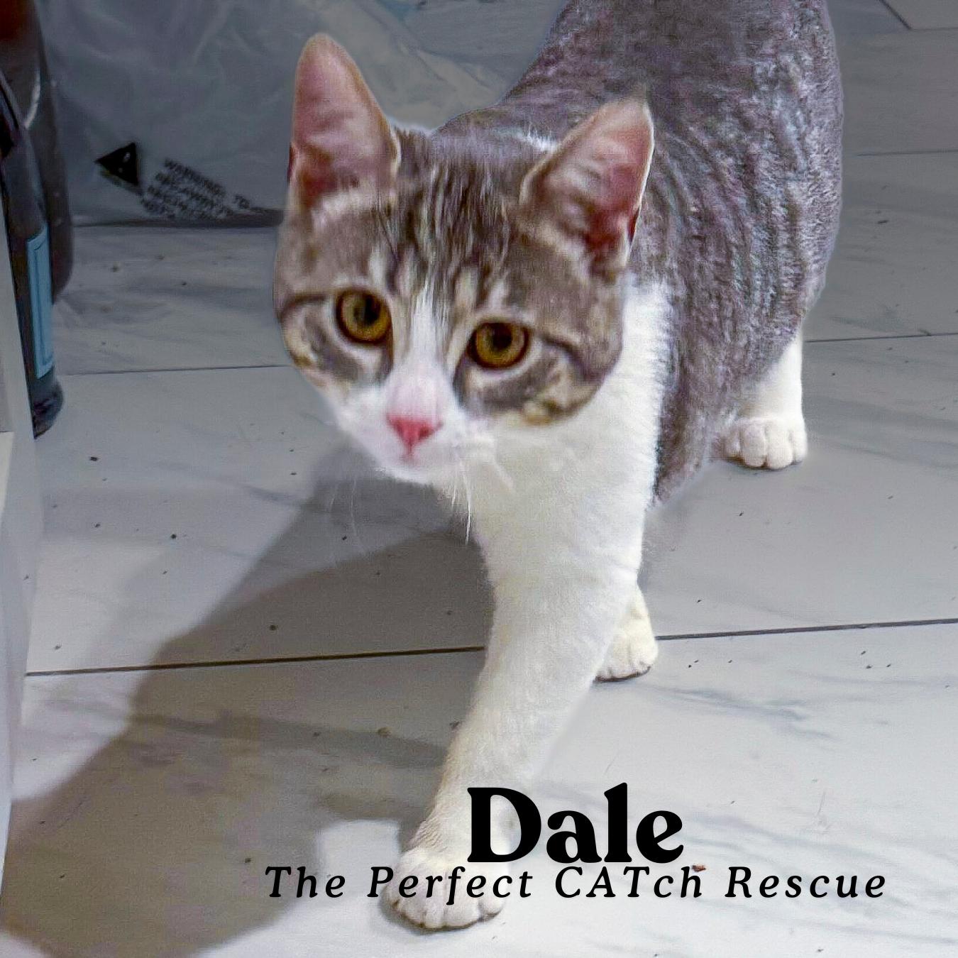 Dale, Adopted, Kitten Male Domestic Short Hair.