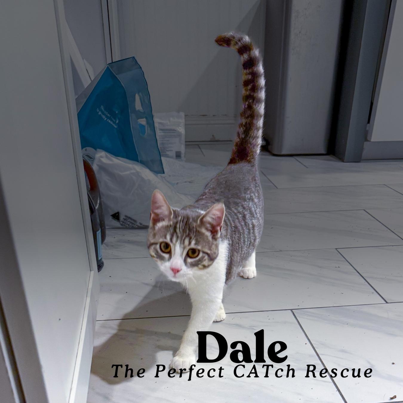 Dale, a Adopted Domestic Short Hair in Vallejo, CA image 2/2