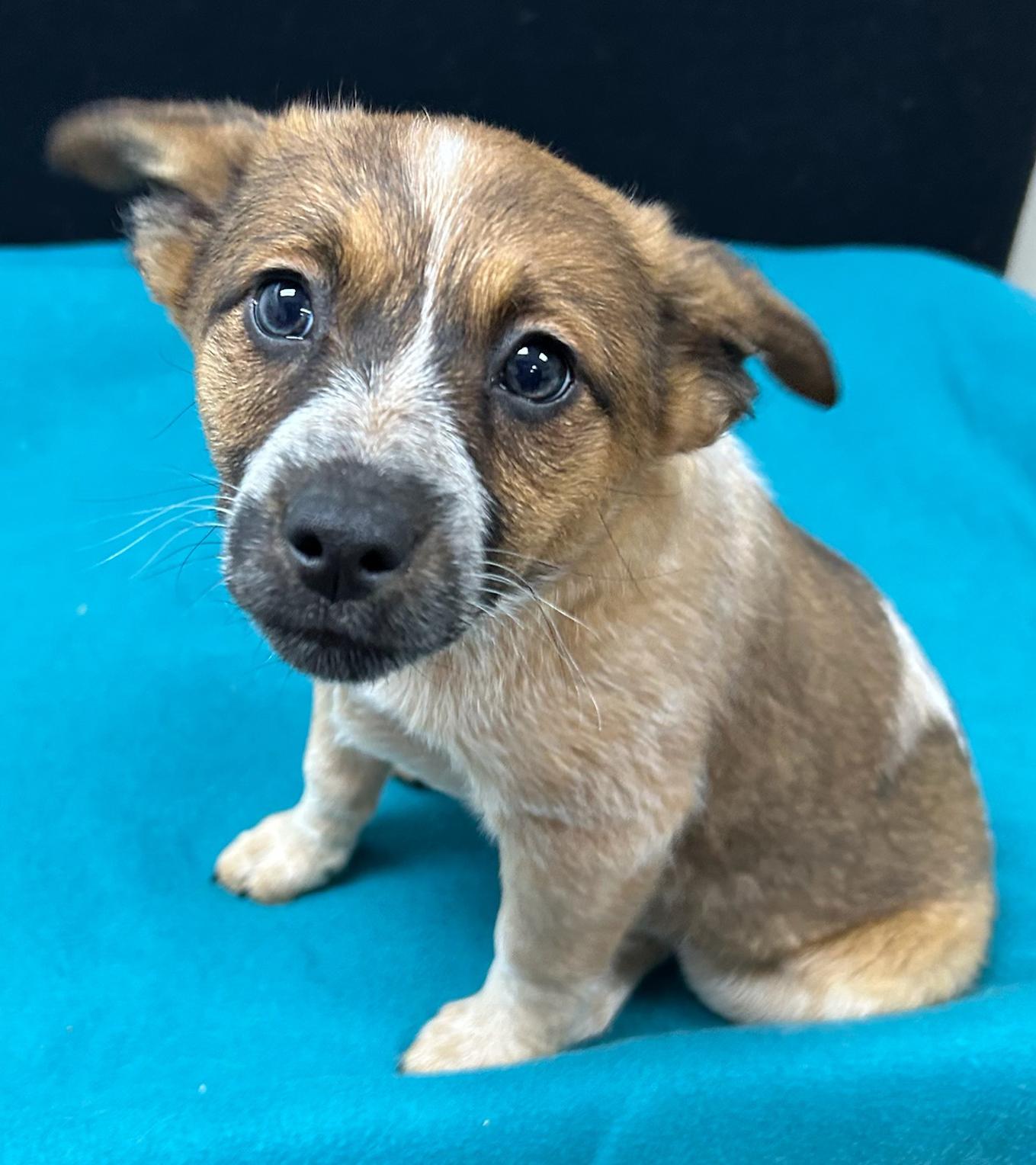 Twilight Sparkle, an adopted mixed breed in Neillsville, WI image 2/6