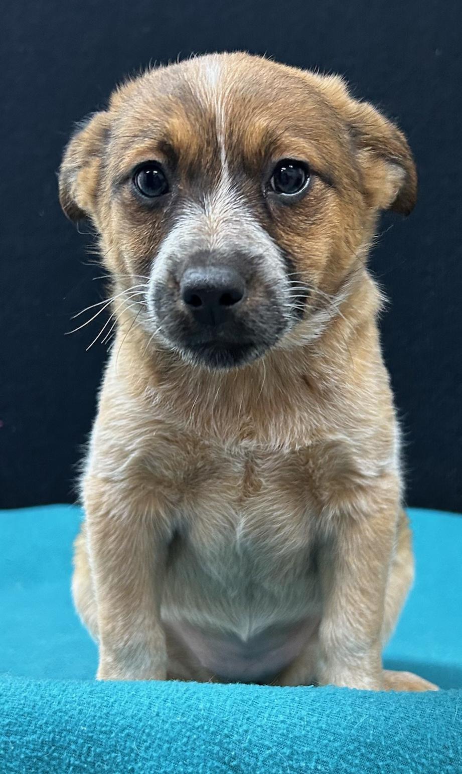 Twilight Sparkle, an adopted mixed breed in Neillsville, WI image 3/6