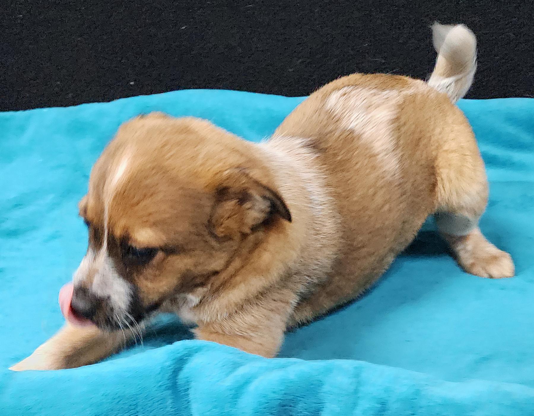 Twilight Sparkle, an adopted mixed breed in Neillsville, WI image 6/6