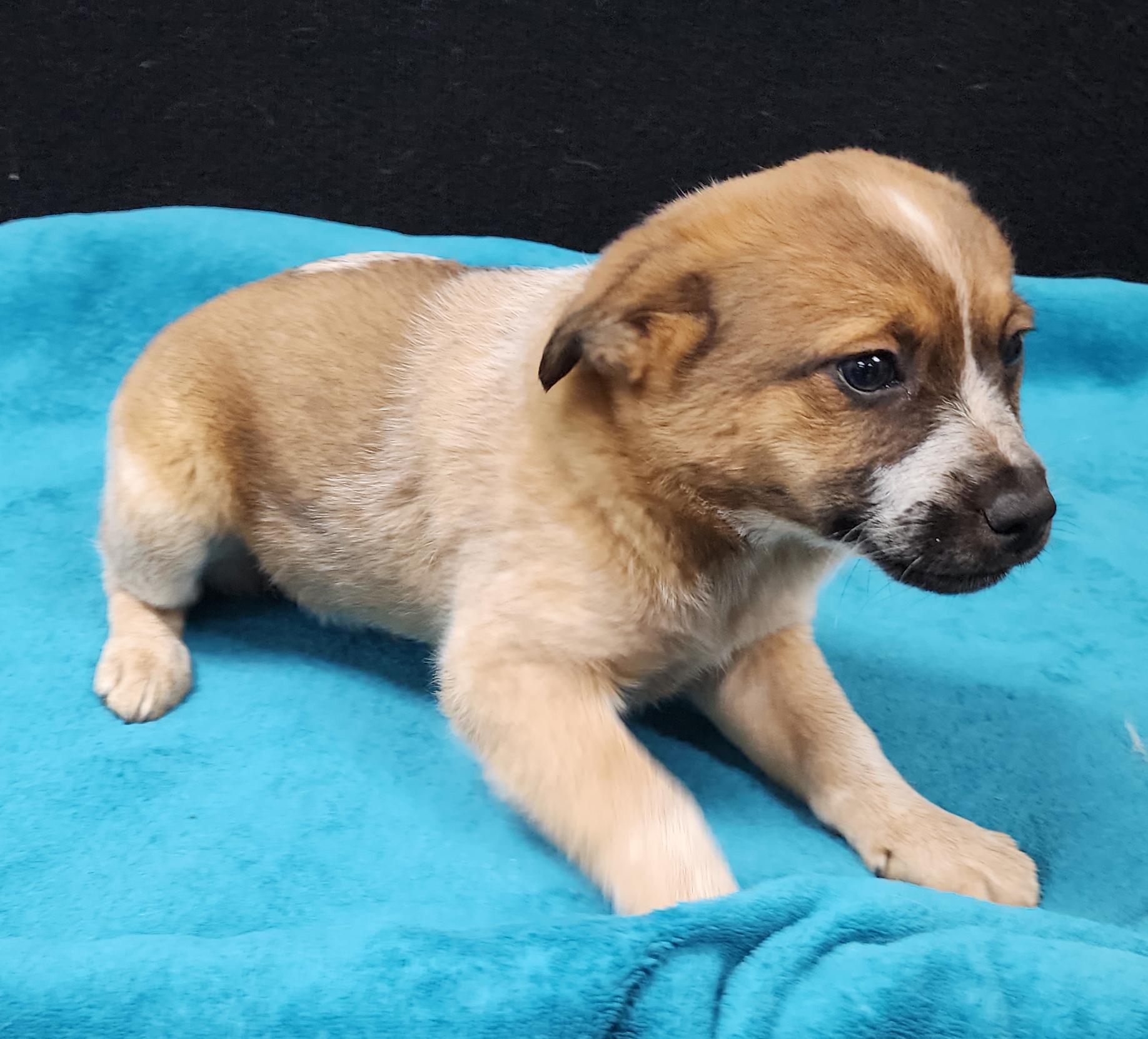 Twilight Sparkle, an adopted mixed breed in Neillsville, WI image 5/6