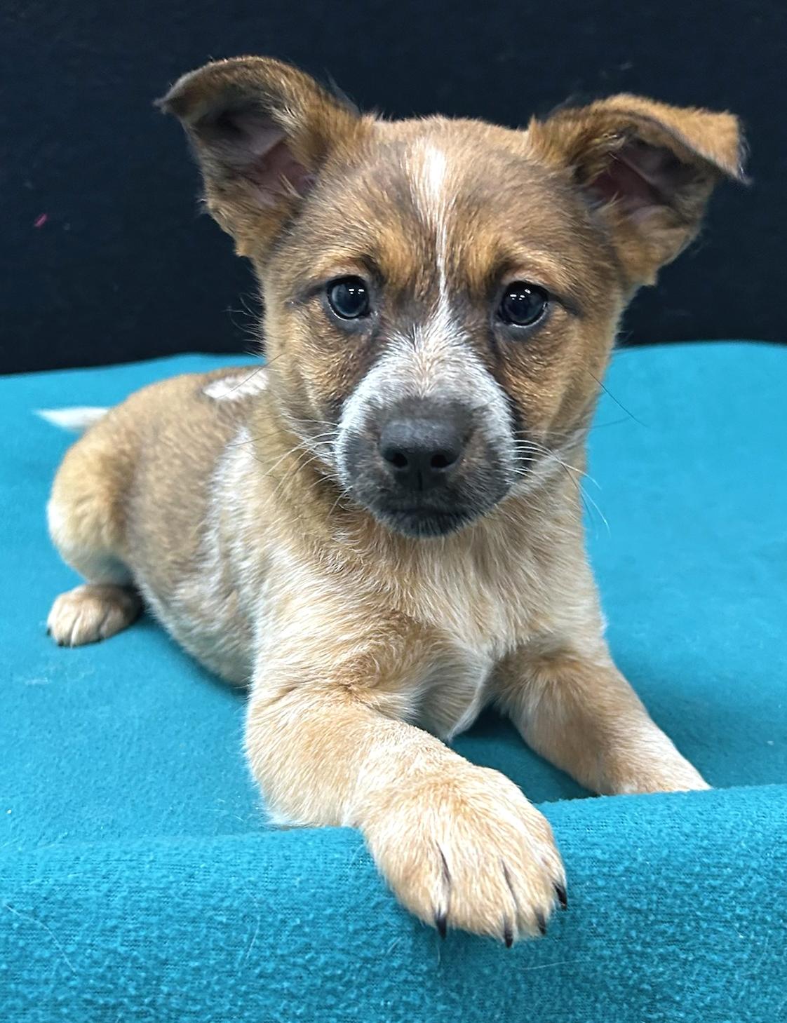 Twilight Sparkle, an adopted mixed breed in Neillsville, WI image 1/6