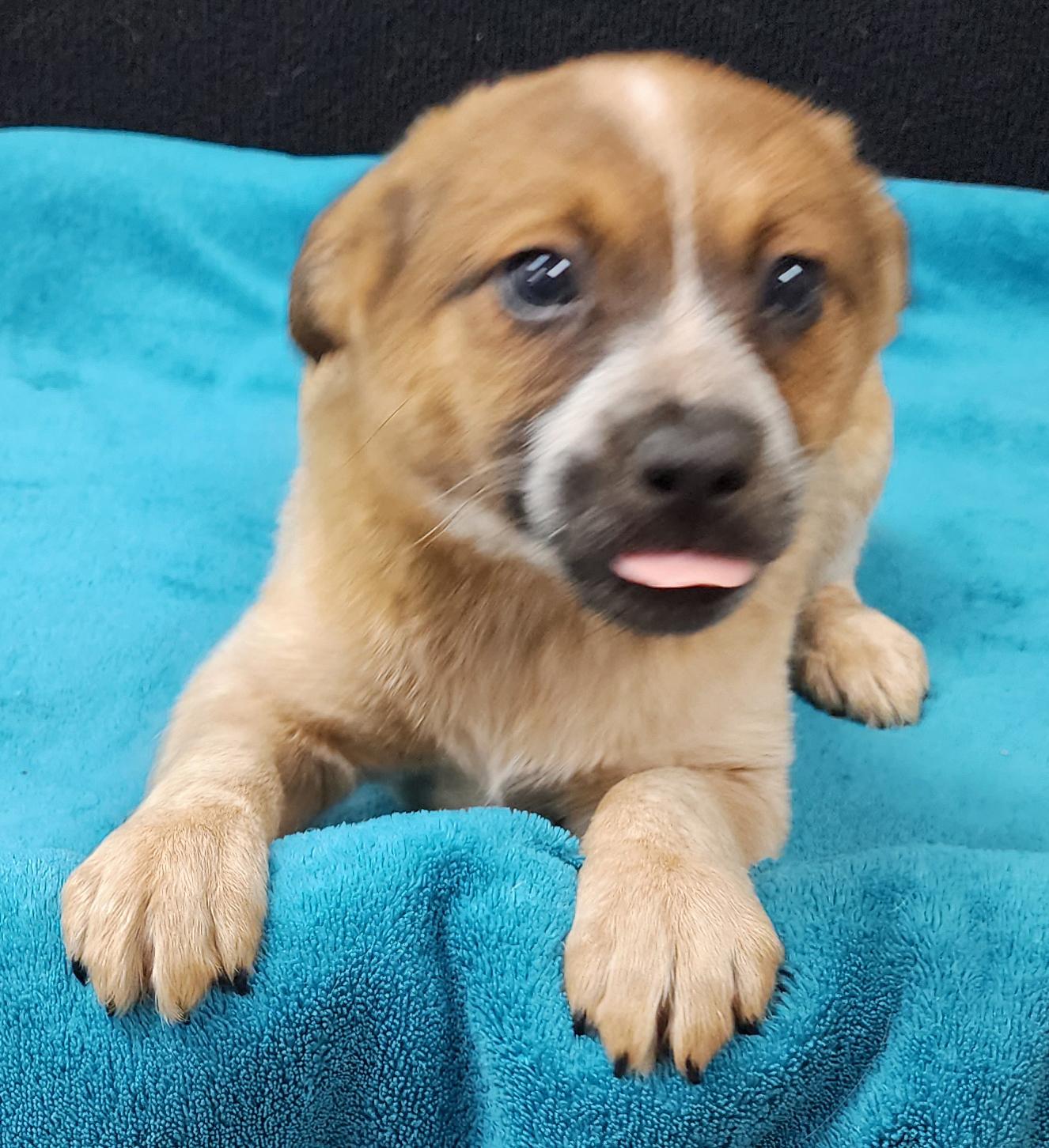 Twilight Sparkle, an adopted mixed breed in Neillsville, WI image 4/6