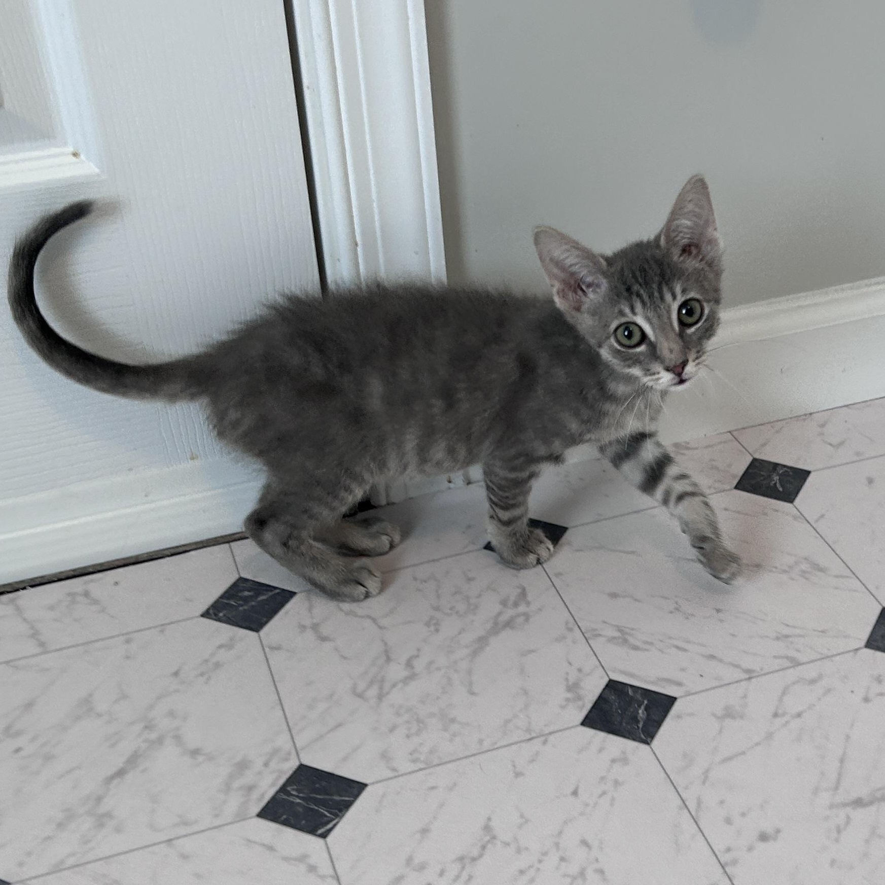 Enlarge Sparkles (and Sea Foam), an adopted mixed breed in Lancaster, PA image 5/5