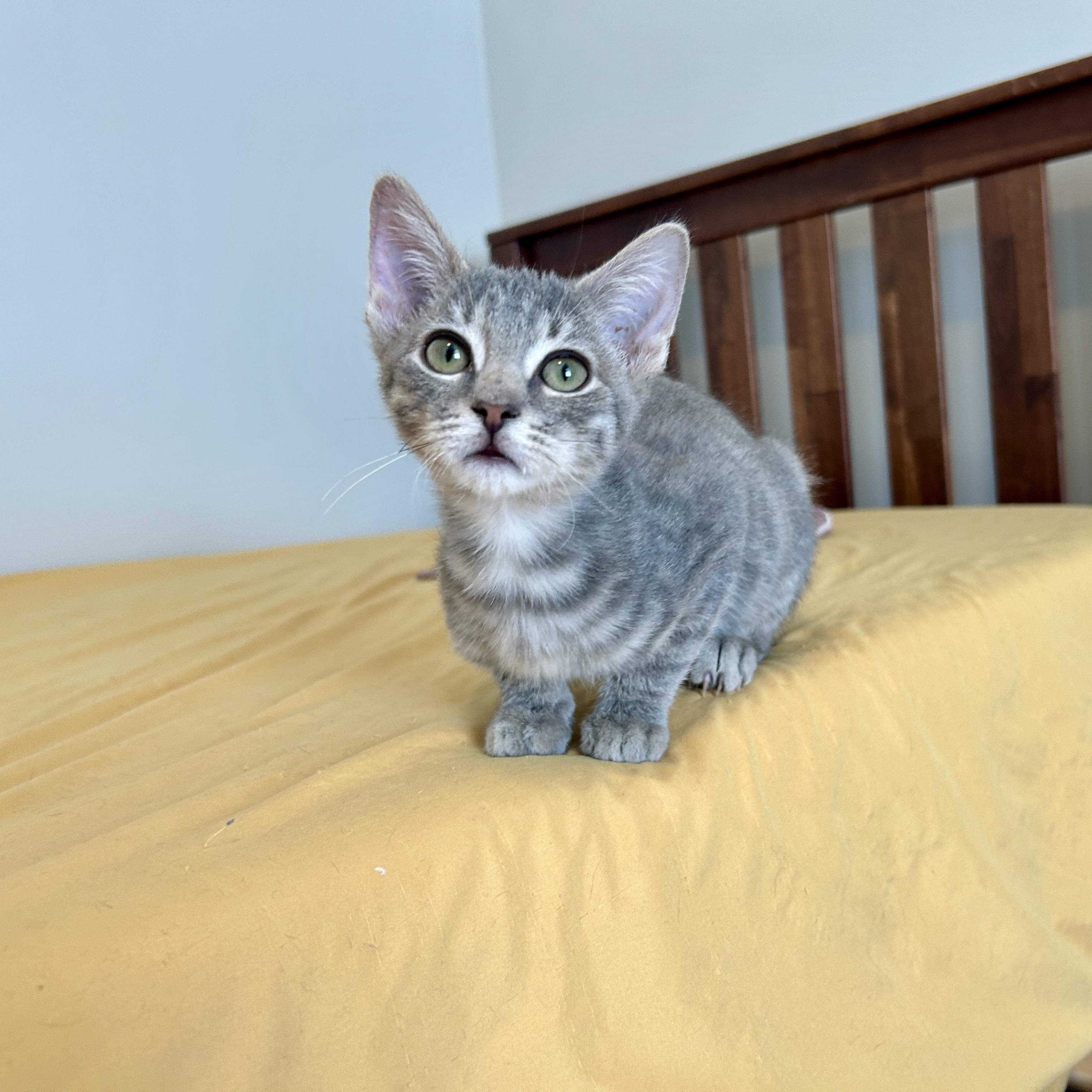 Enlarge Sparkles (and Sea Foam), an adopted mixed breed in Lancaster, PA image 2/5