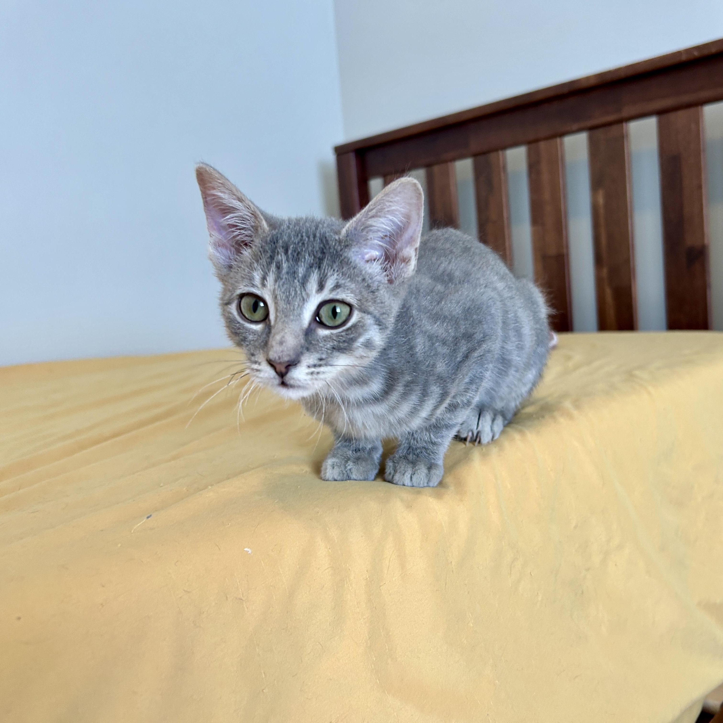 Enlarge Sparkles (and Sea Foam), an adopted mixed breed in Lancaster, PA image 3/5