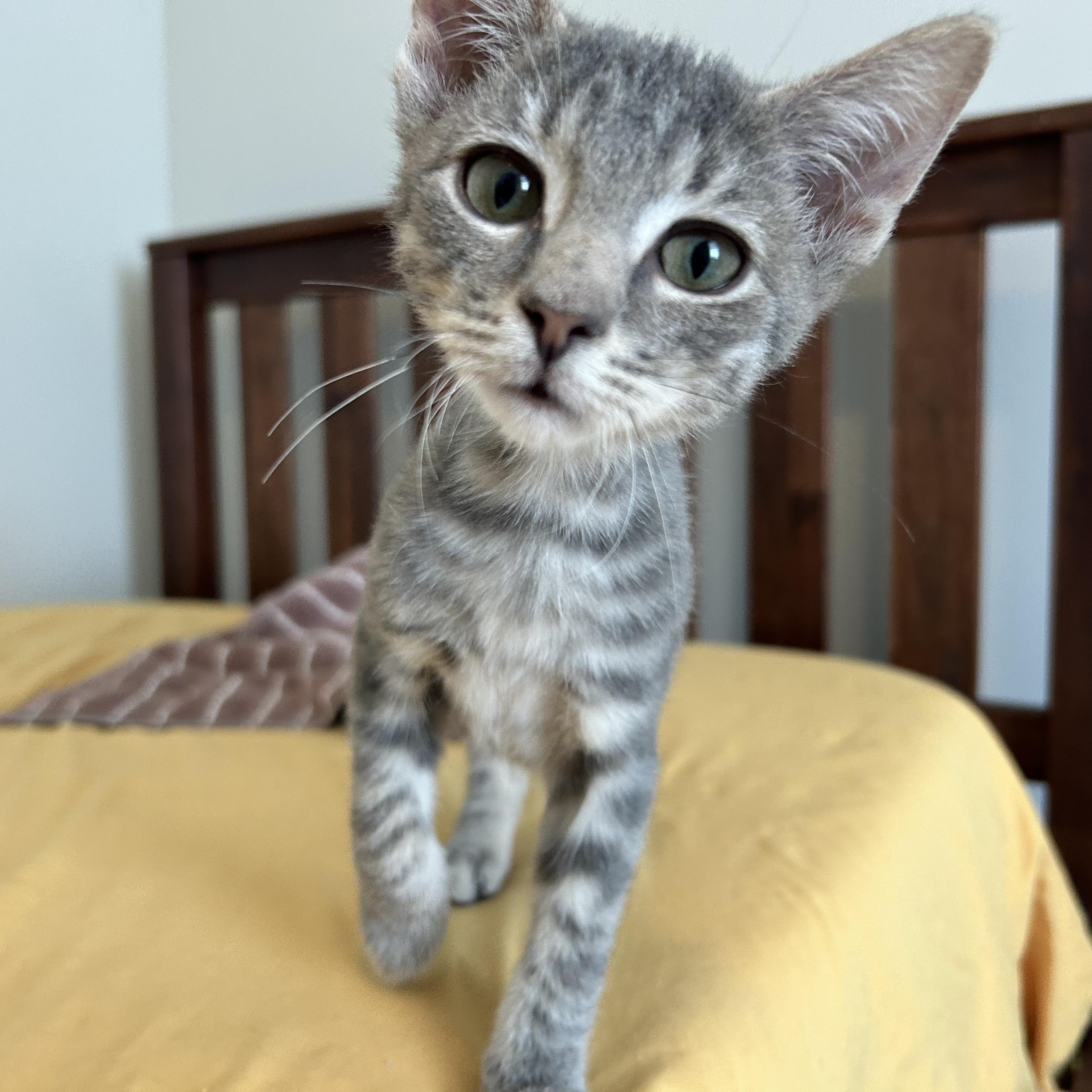 Enlarge Sparkles (and Sea Foam), an adopted mixed breed in Lancaster, PA image 4/5