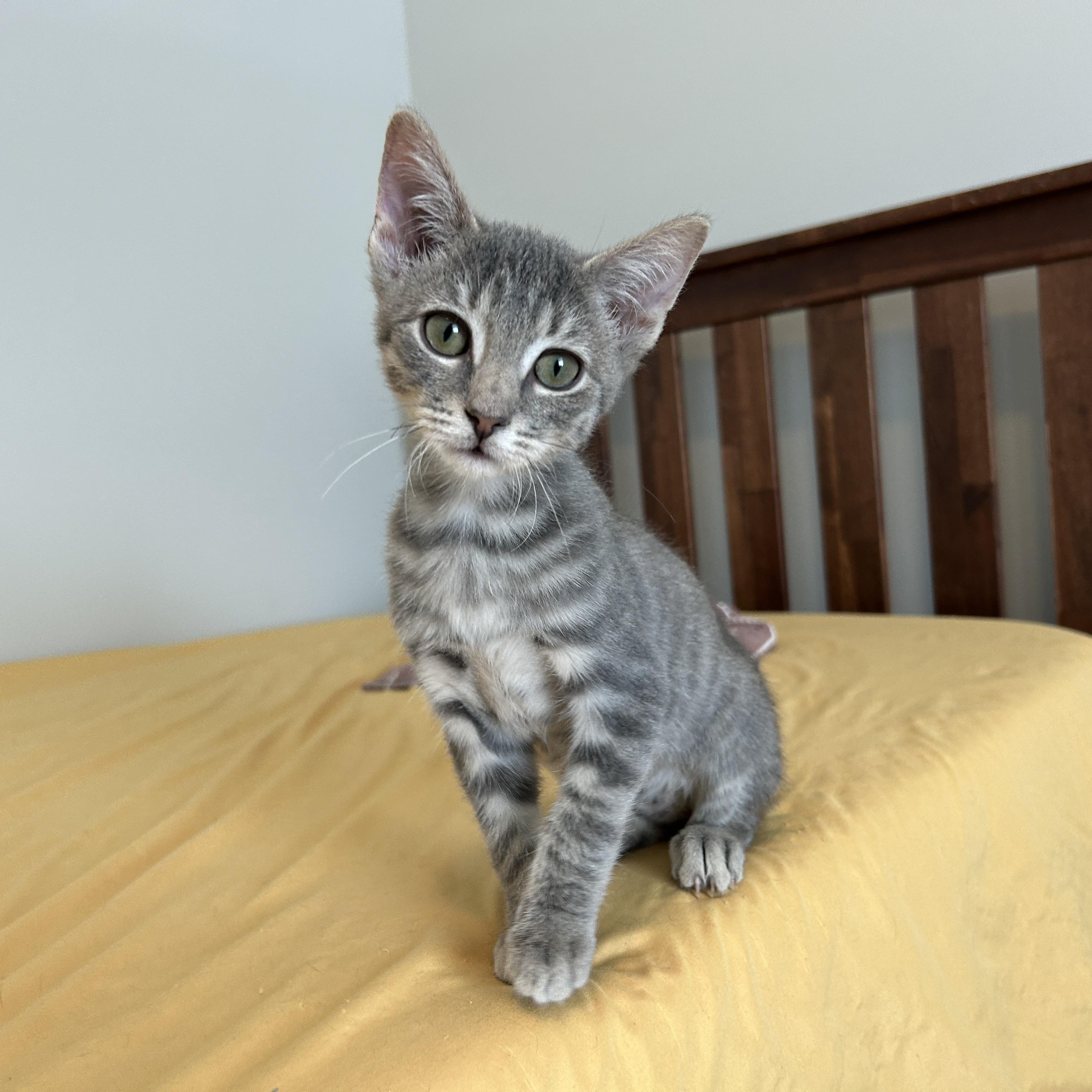 Sparkles (and Sea Foam), adopted, Kitten Male Domestic Short Hair.