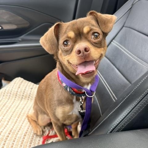 Sandy, ADOPTABLE, Young Female Chihuahua & Pug.