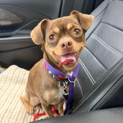 Sandy, a ADOPTABLE mixed breed in Marina Del Rey, CA image 3/3