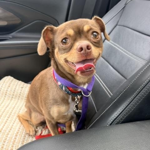 Sandy, a ADOPTABLE mixed breed in Marina Del Rey, CA image 2/3