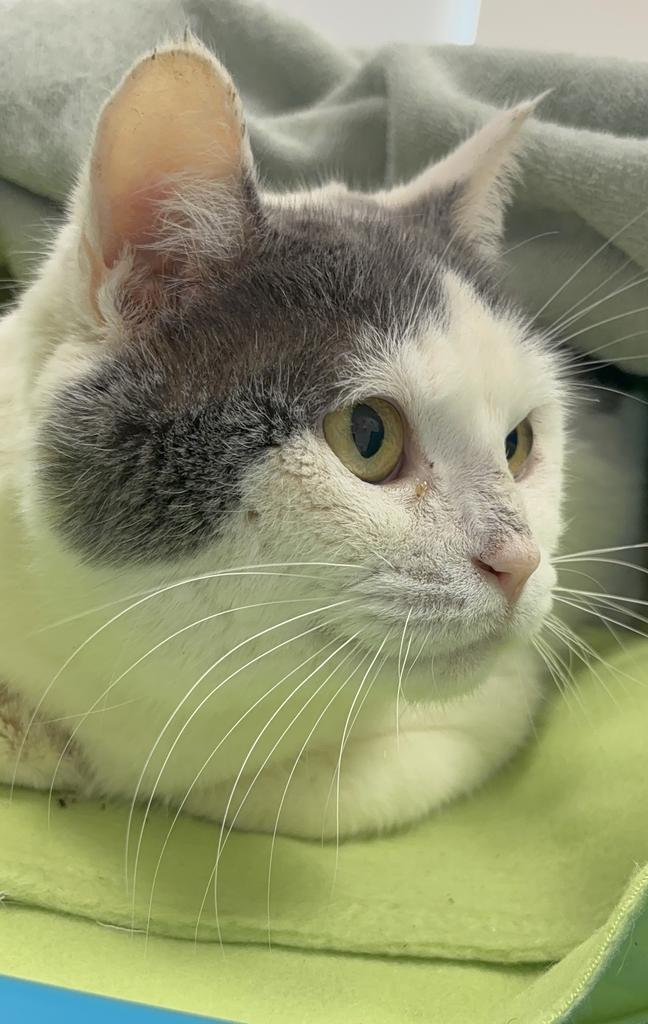 Sea, a Adoptable mixed breed in Saint Paul, MN image 1/4