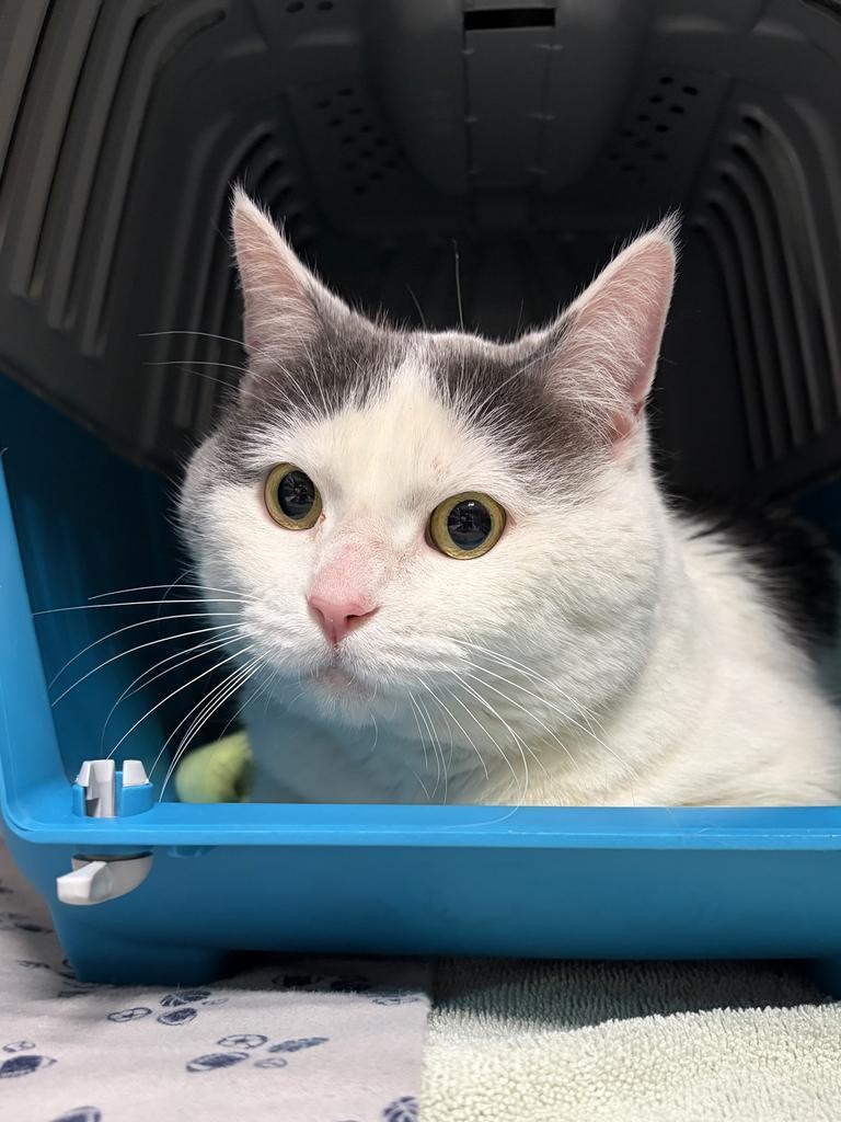 Sea, a Adoptable mixed breed in Saint Paul, MN image 3/4