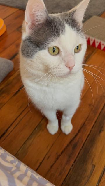 Sea, a Adoptable mixed breed in Saint Paul, MN image 4/4