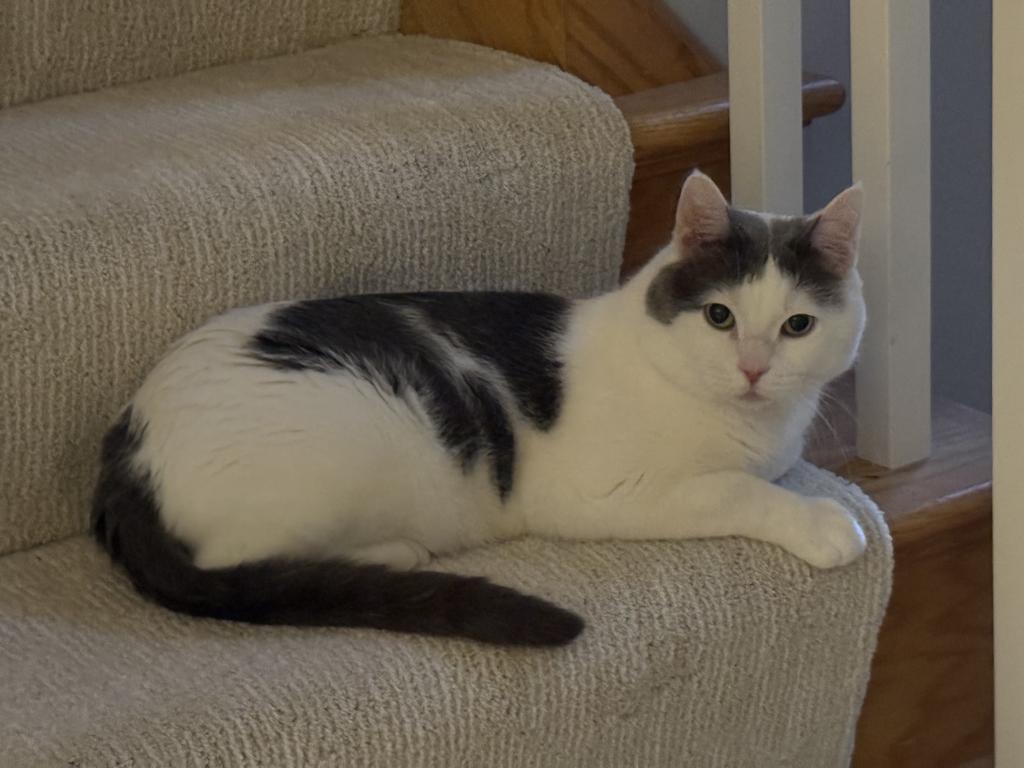 Sea, a Adoptable mixed breed in Saint Paul, MN image 6/6