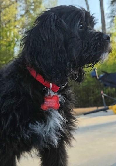 Enlarge Gunther, an adopted mixed breed in Gardiner, NY image 2/5