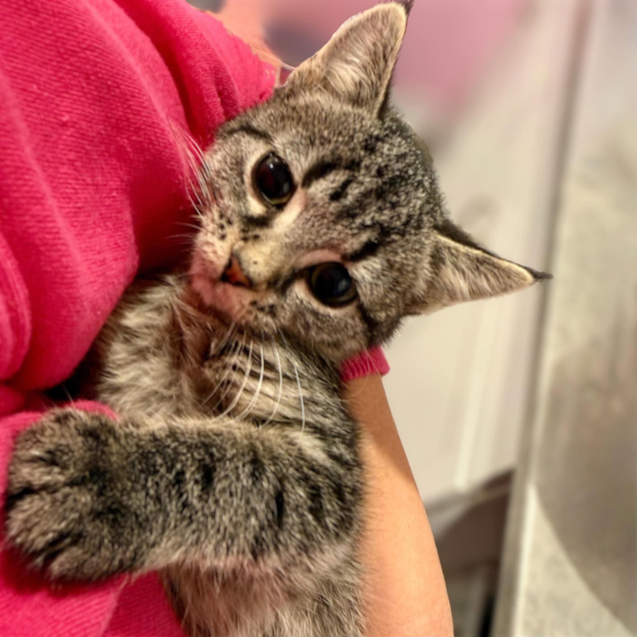 Enlarge Ata, a Adoptable Domestic Short Hair in Calgary, AB image 1/3