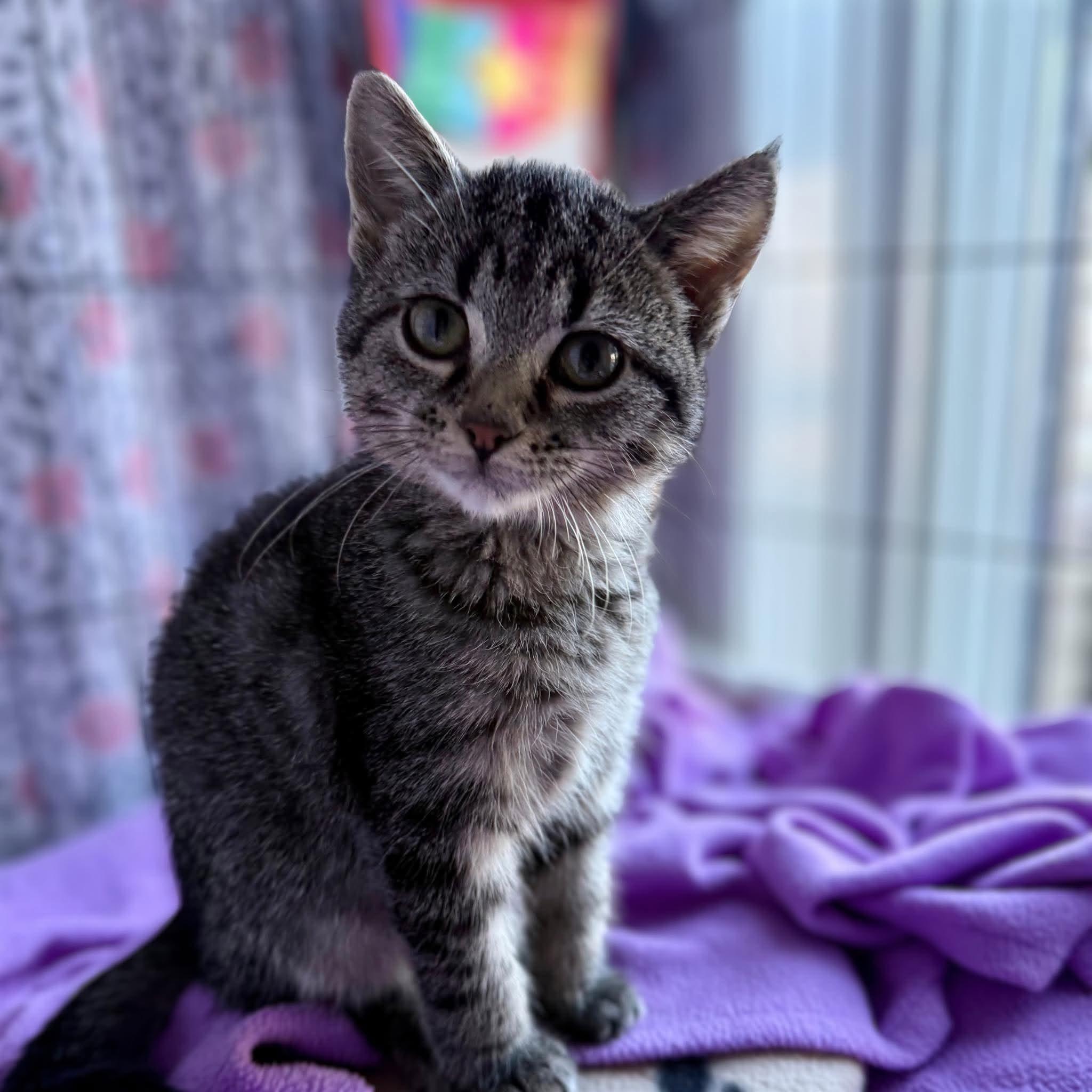 Enlarge Ata, a Adoptable Domestic Short Hair in Calgary, AB image 3/3