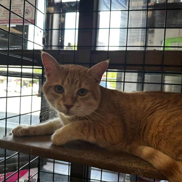 Enlarge Edward (w/ Oscar), an adopted Domestic Short Hair in Caledon, ON image 2/4