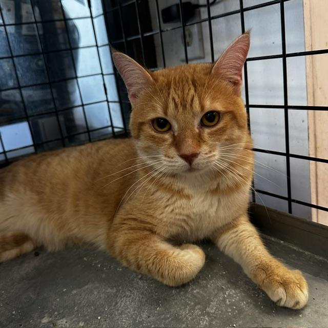 Enlarge Edward (w/ Oscar), an adopted Domestic Short Hair in Caledon, ON image 3/4