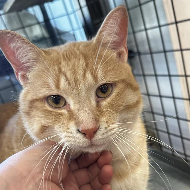 Enlarge Edward (w/ Oscar), an adopted Domestic Short Hair in Caledon, ON image 1/4