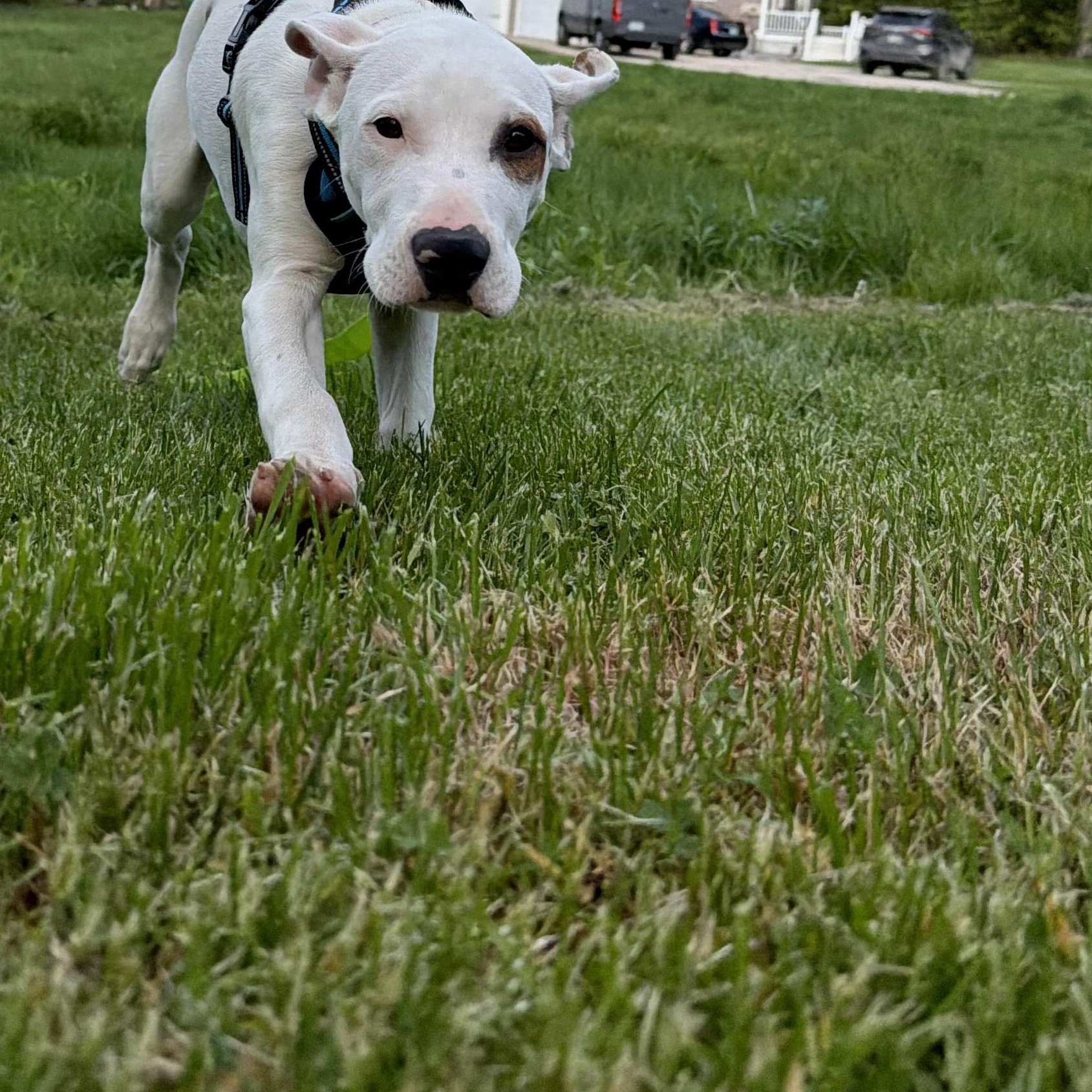 Dopey, a Adoptable Mixed Breed in New Boston, NH image 2/6