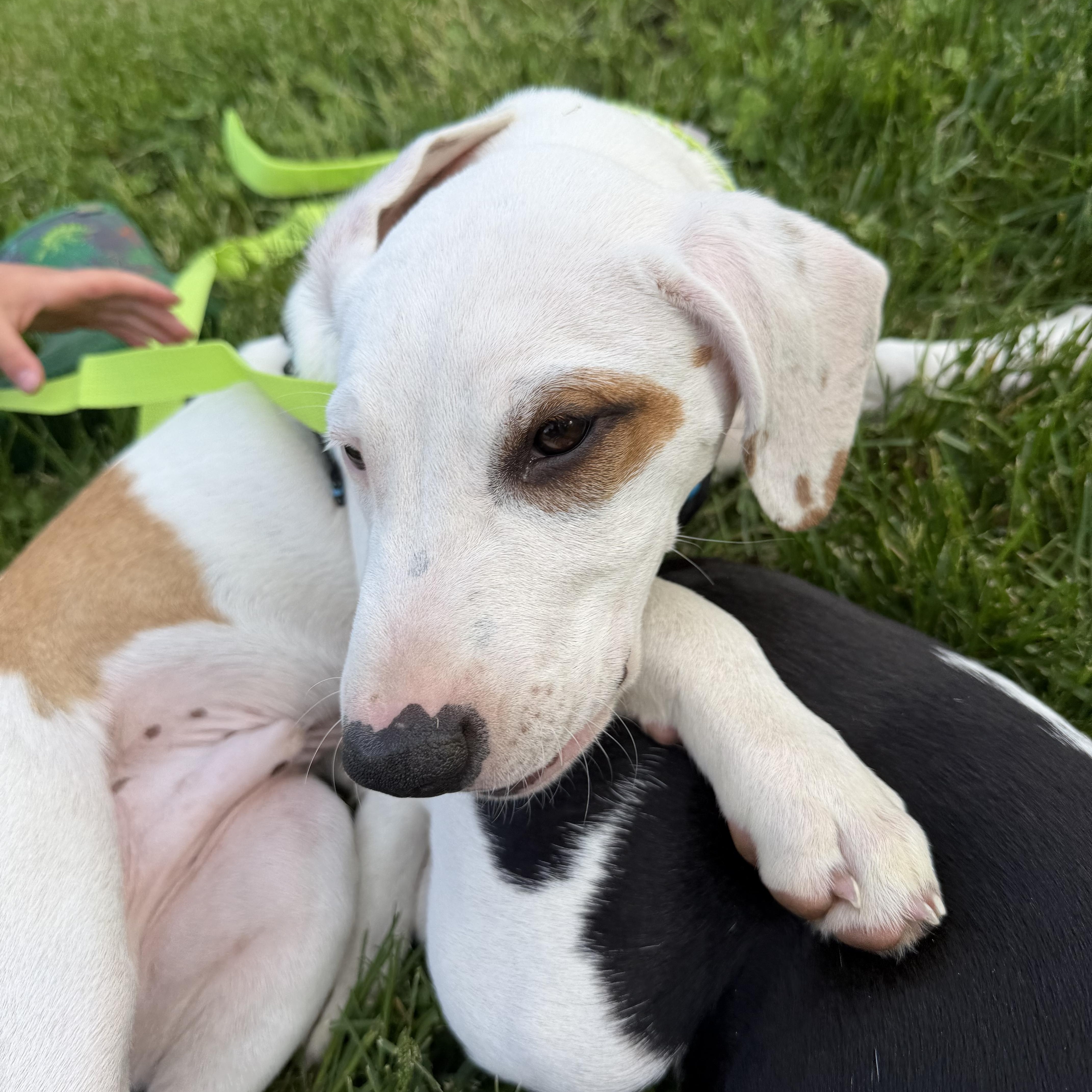 Dopey, a Adoptable Mixed Breed in New Boston, NH image 4/6
