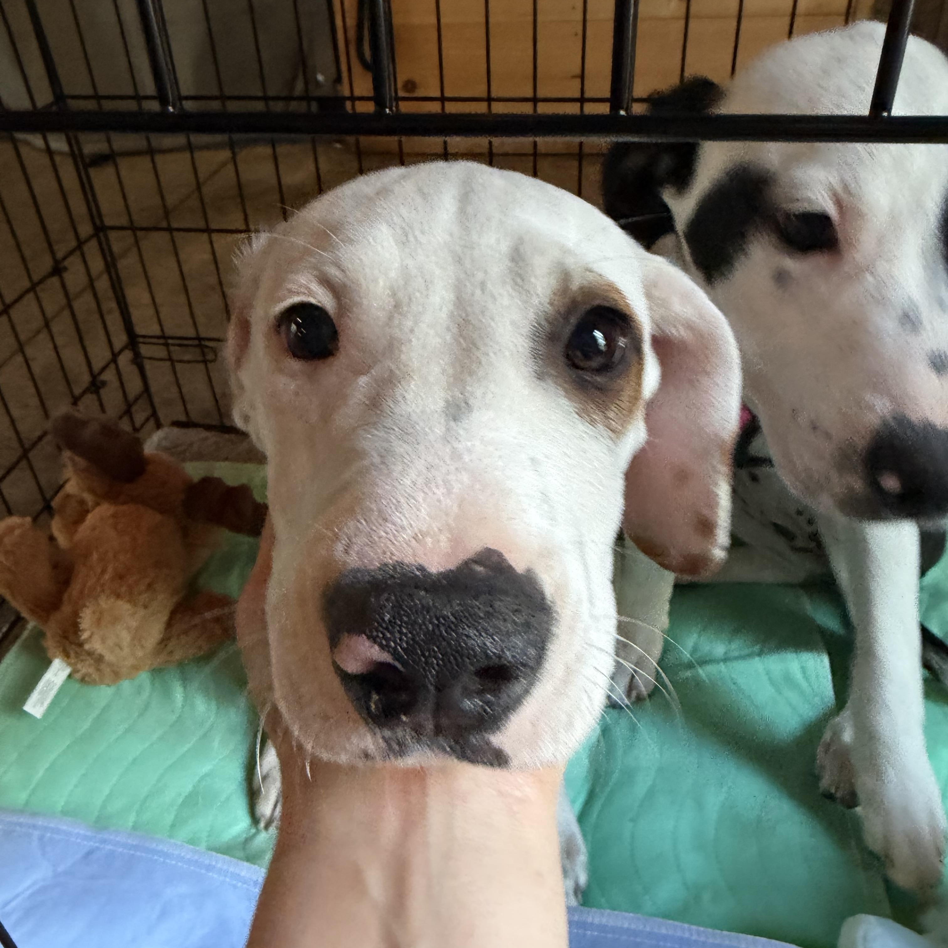 Dopey, a Adoptable Mixed Breed in New Boston, NH image 1/6