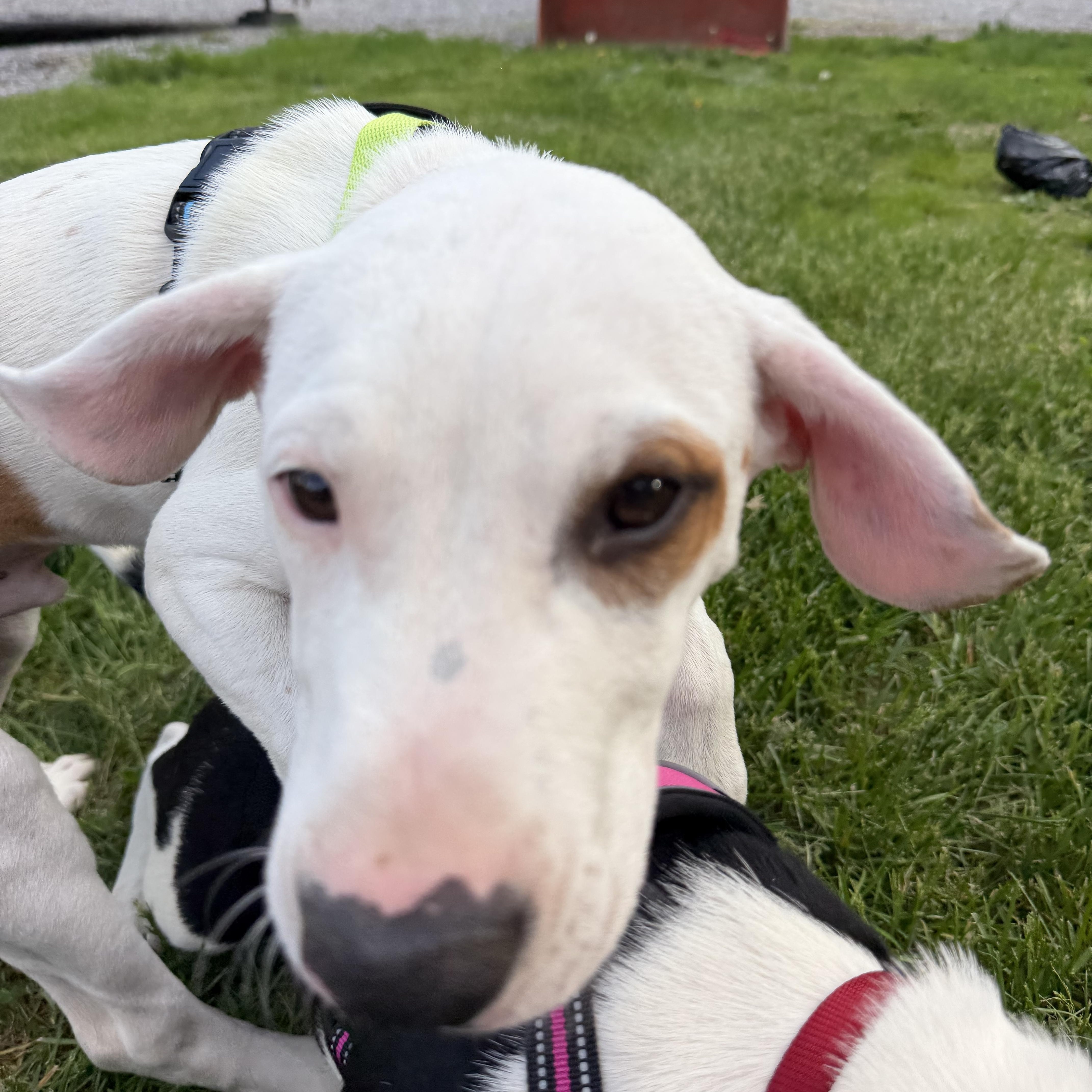 Dopey, a Adoptable Mixed Breed in New Boston, NH image 6/6