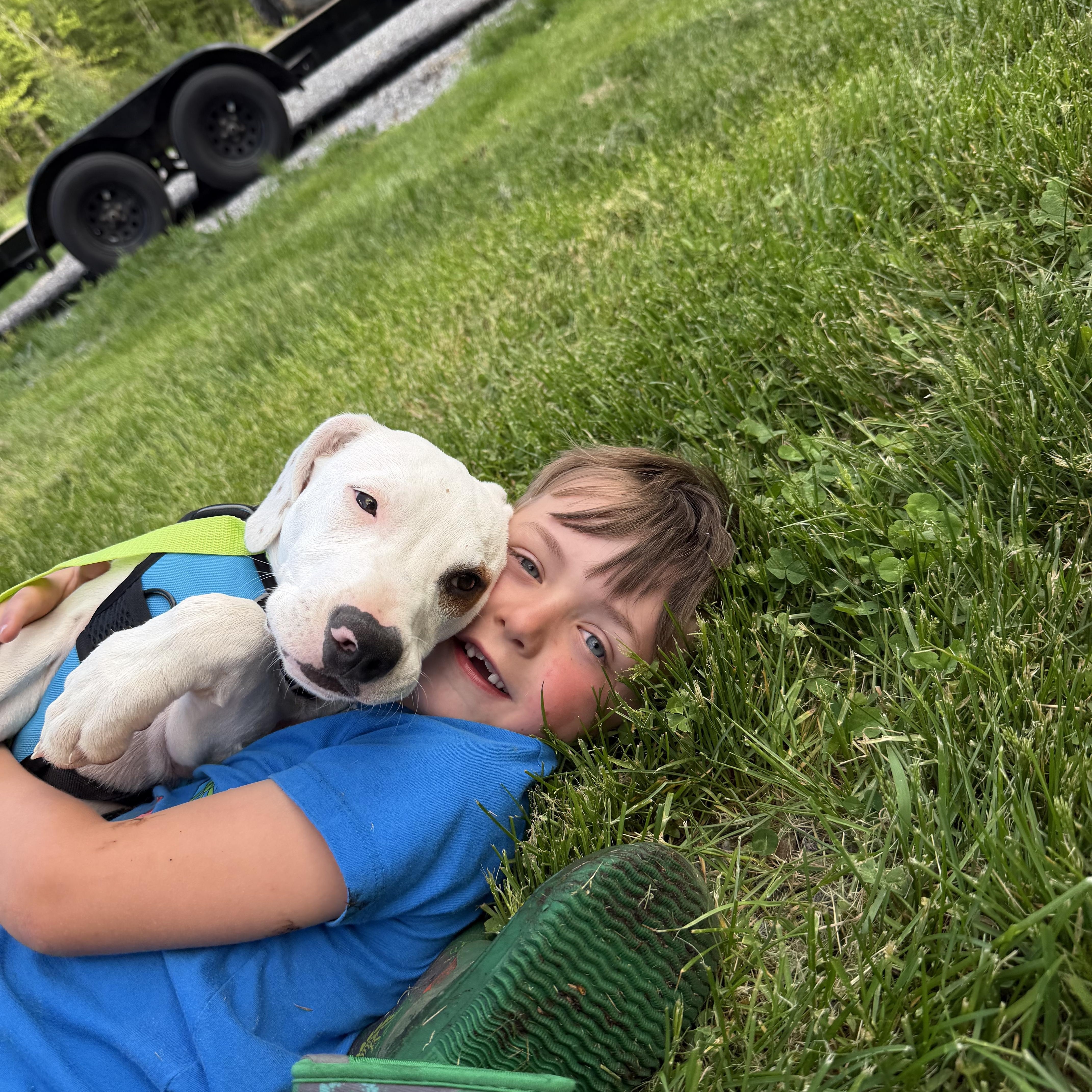 Dopey, a Adoptable Mixed Breed in New Boston, NH image 3/6